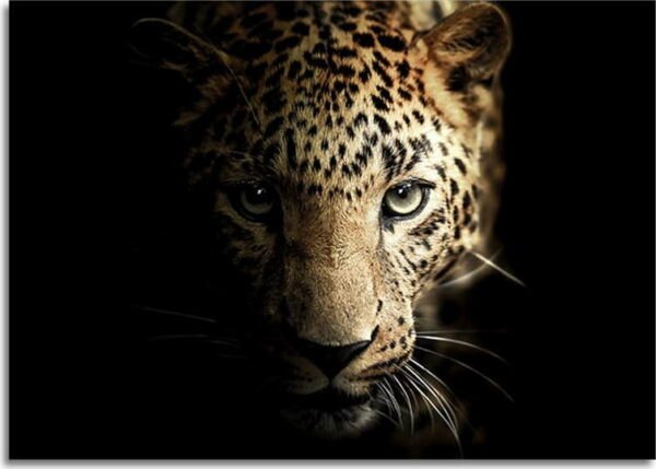 Skleněný obraz 100x70 cm Leopard